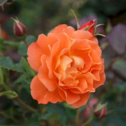 'Westerland'® Rosa X 'Westerland'® (Slyngrose) A-Kvalitet,- Barrods Roser Min. 3 Grene -GrønGlæde Salgsbutik p1919 53676 rosa x westerland slyngrose 315c