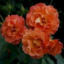 'Westerland'® Rosa X 'Westerland'® (Slyngrose) A-Kvalitet,- Barrods Roser Min. 3 Grene -GrønGlæde Salgsbutik p1919 53677 rosa x westerland slyngrose 8f80