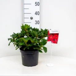 'Scarlet Wonder' Rhododendron Repens 'Scarlet Wonder' Potte 4,0 Liter,- 25-30 Cm.
