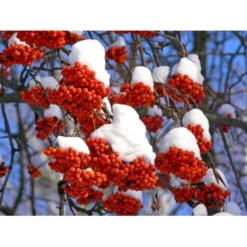 Almindelig Røn Sorbus Aucuparia Potte 7,5 Liter 175-200 Cm. -GrønGlæde Salgsbutik p1941 8186 sorbus aucuparia 3f54