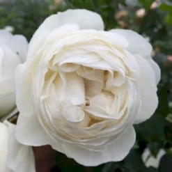 'Friheden'™ Rosa X 'Friheden'™ (Buketrose) A-Kvalitet,- Barrods Roser Min. 3 Grene -GrønGlæde Salgsbutik p19464 51275 rosa x friheden buketrose 744a