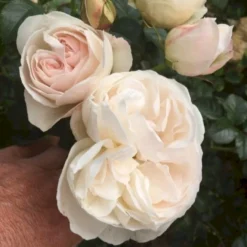 'Friheden'™ Rosa X 'Friheden'™ (Buketrose) A-Kvalitet,- Barrods Roser Min. 3 Grene -GrønGlæde Salgsbutik p19464 51276 rosa x friheden buketrose bdf0