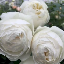 'Friheden'™ Rosa X 'Friheden'™ (Buketrose) A-Kvalitet,- Barrods Roser Min. 3 Grene -GrønGlæde Salgsbutik p19464 51278 rosa x friheden buketrose a570