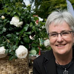 'Friheden'™ Rosa X 'Friheden'™ (Buketrose) A-Kvalitet,- Barrods Roser Min. 3 Grene -GrønGlæde Salgsbutik p19464 51280 rosa x friheden buketrose 607c