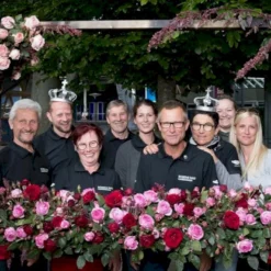 'Friheden'™ Rosa X 'Friheden'™ (Buketrose) A-Kvalitet,- Barrods Roser Min. 3 Grene -GrønGlæde Salgsbutik p19464 51281 rosa x friheden buketrose a785