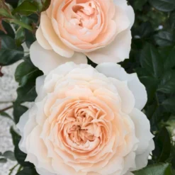 'Fru Nørby'™ Rosa X 'Fru Nørby'™ (Buketrose) A-Kvalitet,- Barrods Roser Min. 3 Grene -GrønGlæde Salgsbutik p19465 51497 rosa x fru noerby buketrose 95a1