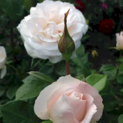 'Fru Nørby'™ Rosa X 'Fru Nørby'™ (Buketrose) A-Kvalitet,- Barrods Roser Min. 3 Grene -GrønGlæde Salgsbutik p19465 51498 rosa x fru noerby buketrose 72f4