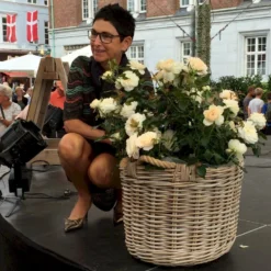 'Fru Nørby'™ Rosa X 'Fru Nørby'™ (Buketrose) A-Kvalitet,- Barrods Roser Min. 3 Grene -GrønGlæde Salgsbutik p19465 51499 rosa x fru noerby buketrose 28e0