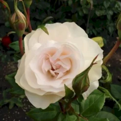 'Fru Nørby'™ Rosa X 'Fru Nørby'™ (Buketrose) A-Kvalitet,- Barrods Roser Min. 3 Grene -GrønGlæde Salgsbutik p19465 51501 rosa x fru noerby buketrose 2d4d