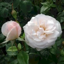 'Fru Nørby'™ Rosa X 'Fru Nørby'™ (Buketrose) A-Kvalitet,- Barrods Roser Min. 3 Grene -GrønGlæde Salgsbutik p19465 51502 rosa x fru noerby buketrose 7653