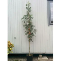 Japansk Røn Sorbus Commixta Heister 175-200 Cm. Med Potte