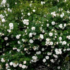 'Maxima' (syn. White Rose Of York) Rosa Alba 'Maxima' (Albarose) A-Kvalitet,- Barrods Roser Min. 3 Grene -GrønGlæde Salgsbutik p19480 52462 rosa alba maxima albarose be17