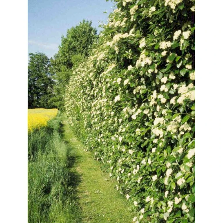 Sølvrøn Sorbus Mougeotii Potte 10 Liter 200-250 Cm. 1 Sølvrøn Sorbus Mougeotii Potte 10 Liter 200-250 Cm.