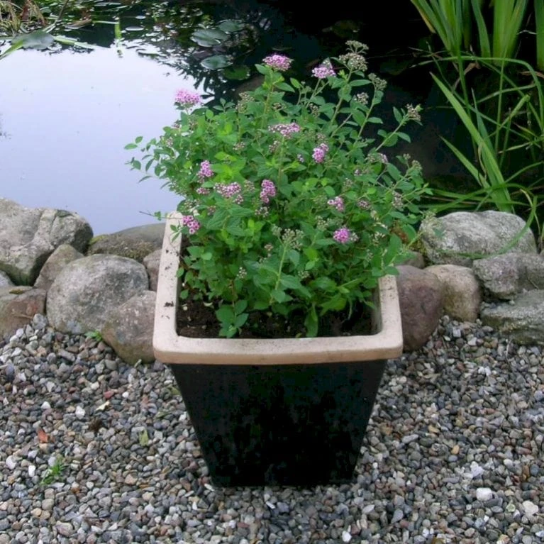 Spiræa 'Little Princess' Spiraea Jap. 'Little Princess' Potte 2,0 Liter,- 25-30 Cm. 1 Spiræa 'Little Princess' Spiraea Jap. 'Little Princess' Potte 2,0 Liter,- 25-30 Cm.