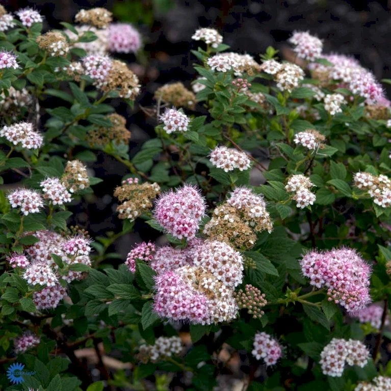 Spiræa 'Little Princess' Spiraea Jap. 'Little Princess' Potte 2,0 Liter,- 25-30 Cm. 5 Spiræa 'Little Princess' Spiraea Jap. 'Little Princess' Potte 2,0 Liter,- 25-30 Cm. - Billede 5