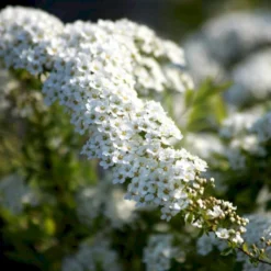 Snedrivebusk 'Grefsheim' Spiraea Cinerea 'Grefsheim' Med Klump,- 125-150 Cm. -GrønGlæde Salgsbutik p1969 54105 spiraea cinerea grefsheim 0432