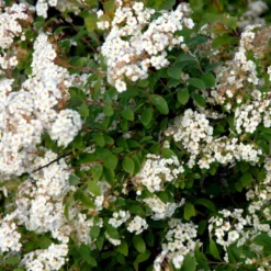 Buketspiræa Spiraea X Vanhouttei Plug + 2 års, 50-80 Cm. -GrønGlæde Salgsbutik p1971 54114 spiraea x vanhouttei 1c4f