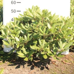 Rododendron Cat. 'Boursault' Rhododendron Catawbiense 'Boursault' Med Klump 50-60 Cm. Høj. Min. 50 Cm. Bred -GrønGlæde Salgsbutik p1990 52639 rhododendron catawbiense boursault 51b1