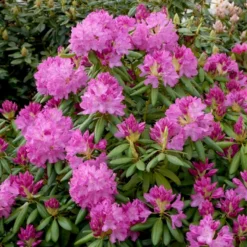 (cat.) 'English Roseum' Rhododendron Catawbiense 'English Roseum' Med Klump 50-60 Cm. Høj. Min. 50 Cm. Bred -GrønGlæde Salgsbutik p1991 52824 rhododendron catawbiense english roseum 1656