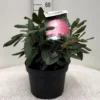'Fantastica' Rhododendron X Yakushimanum 'Fantastica' Potte 10 Liter 40-50 Cm.