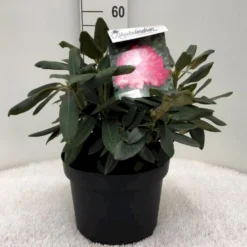 'Fantastica' Rhododendron X Yakushimanum 'Fantastica' Potte 10 Liter 40-50 Cm.