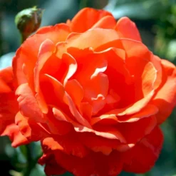 'Alexander' Rosa X 'Alexander' (storblomstrende) A-Kvalitet,- Barrods Roser Min. 3 Grene -GrønGlæde Salgsbutik p2025 51200 rosa x alexander storblomstrende 22b8