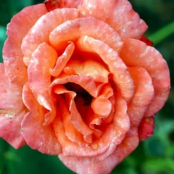 'Alexander' Rosa X 'Alexander' (storblomstrende) A-Kvalitet,- Barrods Roser Min. 3 Grene -GrønGlæde Salgsbutik p2025 51201 rosa x alexander storblomstrende 4e45