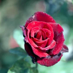 'Barkarole'® Rosa X 'Barkarole'® (Storblomstrende) A-Kvalitet,- Barrods Roser Min. 3 Grene