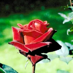 'Barkarole'® Rosa X 'Barkarole'® (Storblomstrende) A-Kvalitet,- Barrods Roser Min. 3 Grene -GrønGlæde Salgsbutik p2026 51209 rosa x barkarole storblomstrende 9c30