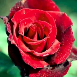 'Barkarole'® Rosa X 'Barkarole'® (Storblomstrende) A-Kvalitet,- Barrods Roser Min. 3 Grene -GrønGlæde Salgsbutik p2026 51210 rosa x barkarole storblomstrende cb8c