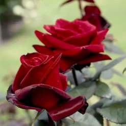 'Barkarole'® Rosa X 'Barkarole'® (Storblomstrende) A-Kvalitet,- Barrods Roser Min. 3 Grene -GrønGlæde Salgsbutik p2026 53963 rosa x barkarole storblomstrende 02e7