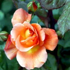 'Bellevue' Rosa X 'Bellevue' (Storblomstrende) A-Kvalitet,- Barrods Roser Min. 3 Grene -GrønGlæde Salgsbutik p2027 51213 rosa x bellevue storblomstrende 1b9d