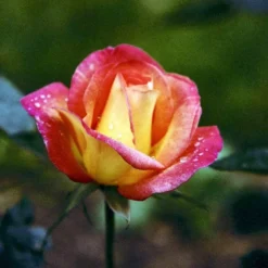 'Bellevue' Rosa X 'Bellevue' (Storblomstrende) A-Kvalitet,- Barrods Roser Min. 3 Grene -GrønGlæde Salgsbutik p2027 51214 rosa x bellevue storblomstrende 4f2e