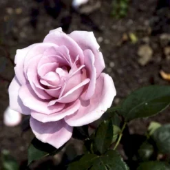 'Blue Moon'® Rosa X 'Blue Moon'® (Storblomstrende) A-Kvalitet,- Barrods Roser Min. 3 Grene -GrønGlæde Salgsbutik p2028 51221 rosa x blue moon storblomstrende d163