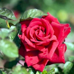 'Burgund 81'® Rosa X 'Burgund 81'® (Storblomstrende) A-Kvalitet,- Barrods Roser Min. 3 Grene