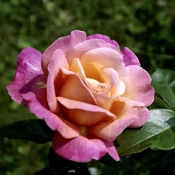 'Chicago Peace' Rosa X 'Chicago Peace' (Storblomstrende) A-Kvalitet,- Barrods Roser Min. 3 Grene -GrønGlæde Salgsbutik p2032 51229 rosa x chicago peace storblomstrende d539