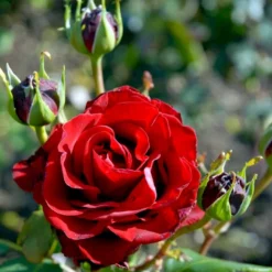 'Courage'™ Rosa X 'Courage'™ (Storblomstrende) A-Kvalitet,- Barrods Roser Min. 3 Grene -GrønGlæde Salgsbutik p2033 51243 rosa x courage storblomstrende 3d7a