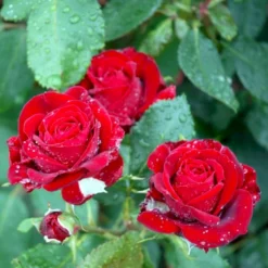 'Courage'™ Rosa X 'Courage'™ (Storblomstrende) A-Kvalitet,- Barrods Roser Min. 3 Grene -GrønGlæde Salgsbutik p2033 51244 rosa x courage storblomstrende 05a8