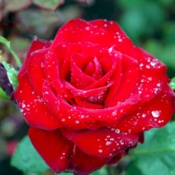 'Courage'™ Rosa X 'Courage'™ (Storblomstrende) A-Kvalitet,- Barrods Roser Min. 3 Grene -GrønGlæde Salgsbutik p2033 51245 rosa x courage storblomstrende 3706