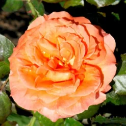 'Dronning Ingrid'™ Rosa X 'Dronning Ingrid'™ (storblomstrende) A-Kvalitet,- Barrods Roser Min. 3 Grene -GrønGlæde Salgsbutik p2036 51248 rosa x dronning ingrid storblomstrende edd6