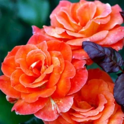 'Dronning Ingrid'™ Rosa X 'Dronning Ingrid'™ (storblomstrende) A-Kvalitet,- Barrods Roser Min. 3 Grene -GrønGlæde Salgsbutik p2036 51251 rosa x dronning ingrid storblomstrende f2ac
