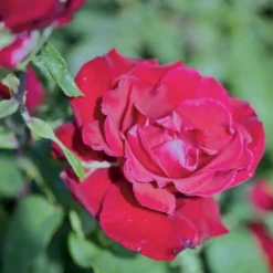 'Erotika'® Rosa X 'Erotika'® (Storblomstrende) A-Kvalitet,- Barrods Roser Min. 3 Grene -GrønGlæde Salgsbutik p2040 51261 rosa x erotika storblomstrende b7c7