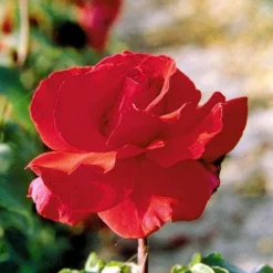 'Erotika'® Rosa X 'Erotika'® (Storblomstrende) A-Kvalitet,- Barrods Roser Min. 3 Grene -GrønGlæde Salgsbutik p2040 51262 rosa x erotika storblomstrende ab98