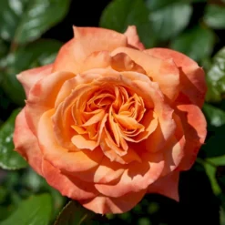 'Flora Danica'™ Rosa X 'Flora Danica'™ (Storblomstrende) A-Kvalitet,- Barrods Roser Min. 3 Grene -GrønGlæde Salgsbutik p2041 51269 rosa x flora danica storblomstrende 10e2
