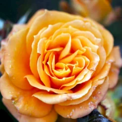 'Flora Danica'™ Rosa X 'Flora Danica'™ (Storblomstrende) A-Kvalitet,- Barrods Roser Min. 3 Grene -GrønGlæde Salgsbutik p2041 51271 rosa x flora danica storblomstrende 3698