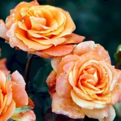 'Flora Danica'™ Rosa X 'Flora Danica'™ (Storblomstrende) A-Kvalitet,- Barrods Roser Min. 3 Grene -GrønGlæde Salgsbutik p2041 51272 rosa x flora danica storblomstrende 7bdd