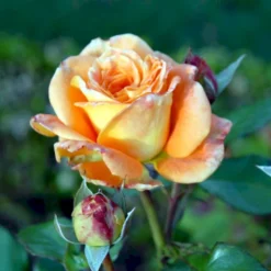 'Flora Danica'™ Rosa X 'Flora Danica'™ (Storblomstrende) A-Kvalitet,- Barrods Roser Min. 3 Grene -GrønGlæde Salgsbutik p2041 51273 rosa x flora danica storblomstrende cde9