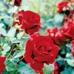 'Gisselfeld' Rosa X 'Gisselfeld' (Storblomstrende) A-Kvalitet,- Barrods Roser Min. 3 Grene -GrønGlæde Salgsbutik p2044 51283 rosa x gisselfeld storblomstrende 90d9