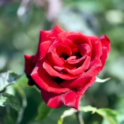 'Gisselfeld' Rosa X 'Gisselfeld' (Storblomstrende) A-Kvalitet,- Barrods Roser Min. 3 Grene -GrønGlæde Salgsbutik p2044 51284 rosa x gisselfeld storblomstrende 437e