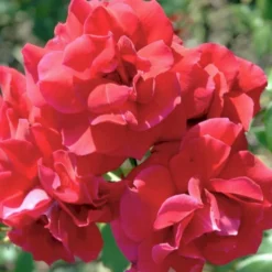 'Hanne' Rosa X 'Hanne' (Storblomstrende) A-Kvalitet,- Barrods Roser Min. 3 Grene